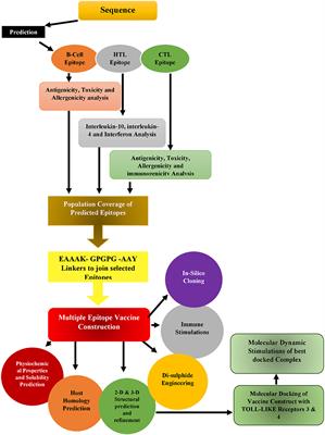 Evaluation of the whole proteome to design a novel mRNA-based vaccine against multidrug-resistant Serratia marcescens